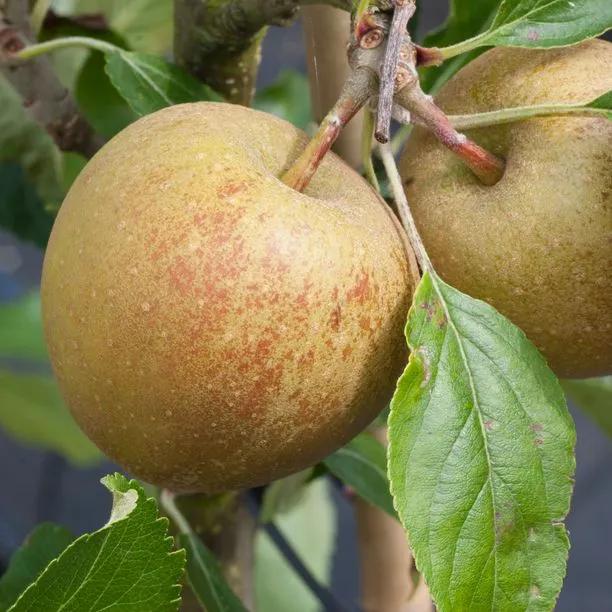 Herefordshire Russet Apple Tree (Malus domestica Herefordshire Russet) 1